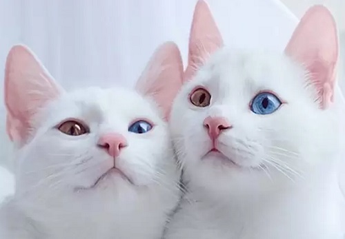 خانه گربه ها